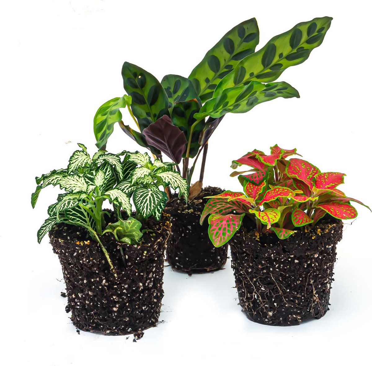 Terrariumplantenpakket Lancifolia - 3 planten - Lancifolia - 2x Fittonia