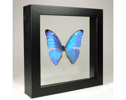 Opgezette Vlinder in Zwarte Lijst Dubbelglas - Morpho Adonis
