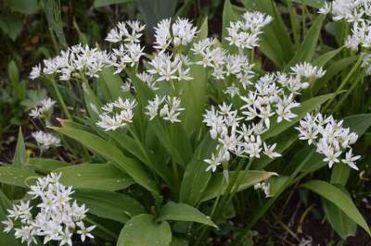 50 x bloembol - Allium ursinum - Daslook