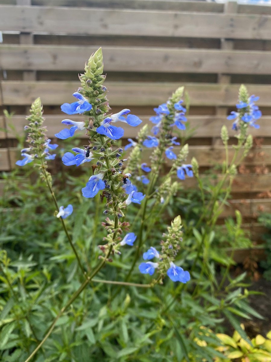 6 x Salvia uliginosa - Salie - P9 Pot (9 x 9cm) - Dima Vaste Planten