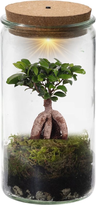 Foto: Vdvelde com ecosysteem plant met lamp ecoworld weck glas met lamp 1 mini bonsai ginseng 10 5 cm hoogte 21 cm