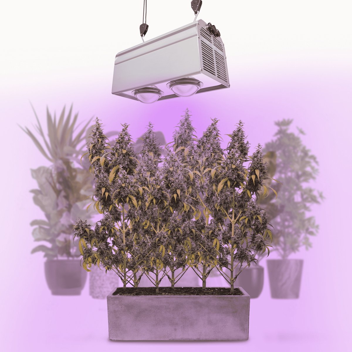 Parus by Venso Wall Spot 60cm, stralingshoek 15°, LED groeilamp, groeilicht voor kamerplanten en groene planten, gevel- en muurvergroening