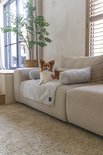 Een papillon hondje ligt op een lichtgrijs gestreept kleed op een beige bank. Het kleed ligt tussen twee ronde, geribde kussens.