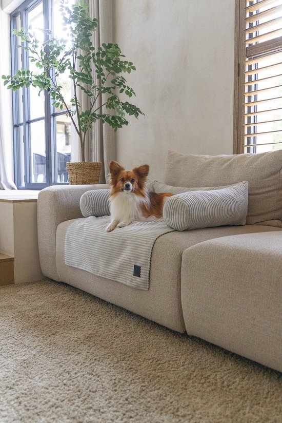 Een papillon hondje ligt op een lichtgrijs gestreept kleed op een beige bank. Het kleed ligt tussen twee ronde, geribde kussens.