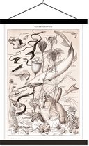 Porte-affiche avec affiche - Affiche scolaire - Animaux - Animaux aquatiques - Zwart - Wit - 60x90 cm - Lattes noires