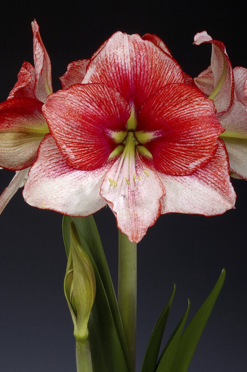 Amaryllis Showmaster | 1 stuk | Amaryllisbol | Hippeastrum