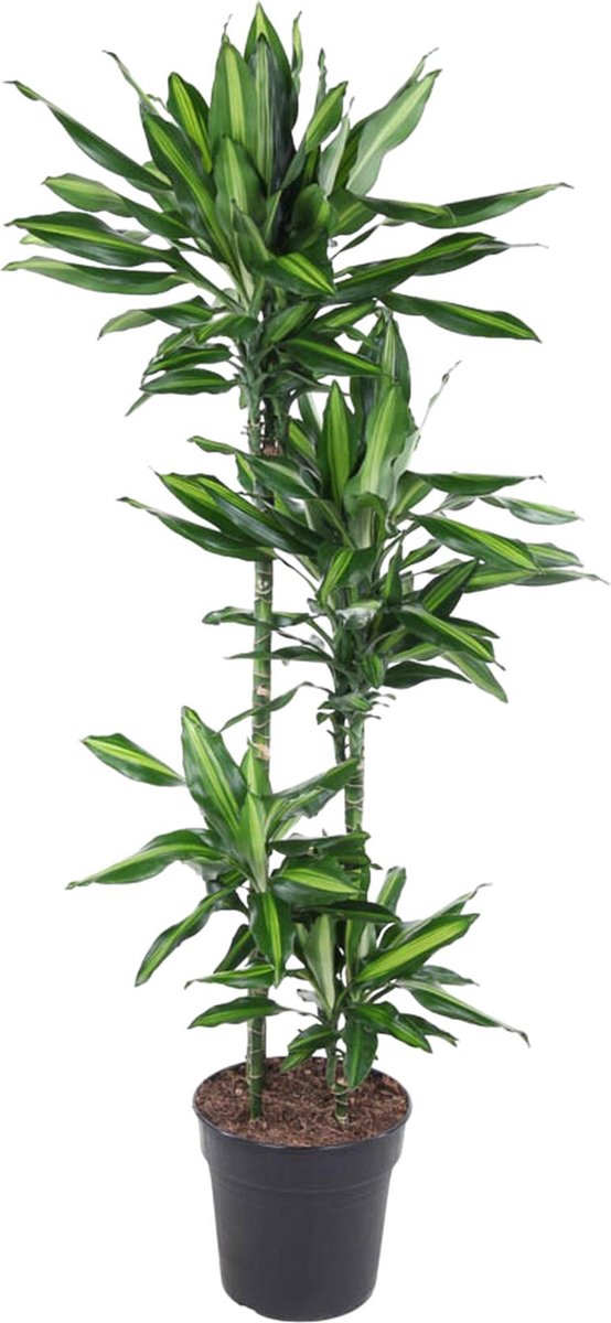 Dracaena Cintho kopen