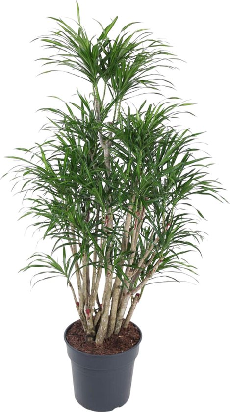 Anita Dragon Tree vertakt | Donkergroene kamerplant Dracaena Anita - 160 cm hoog - ø34
