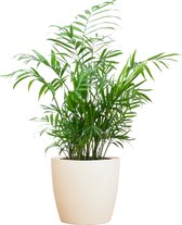Cadeauplanten.nl | Chamadorea Elegans met Viber wit - Ø17cm - 55cm hoog - Kamerplant - Groenblijvend