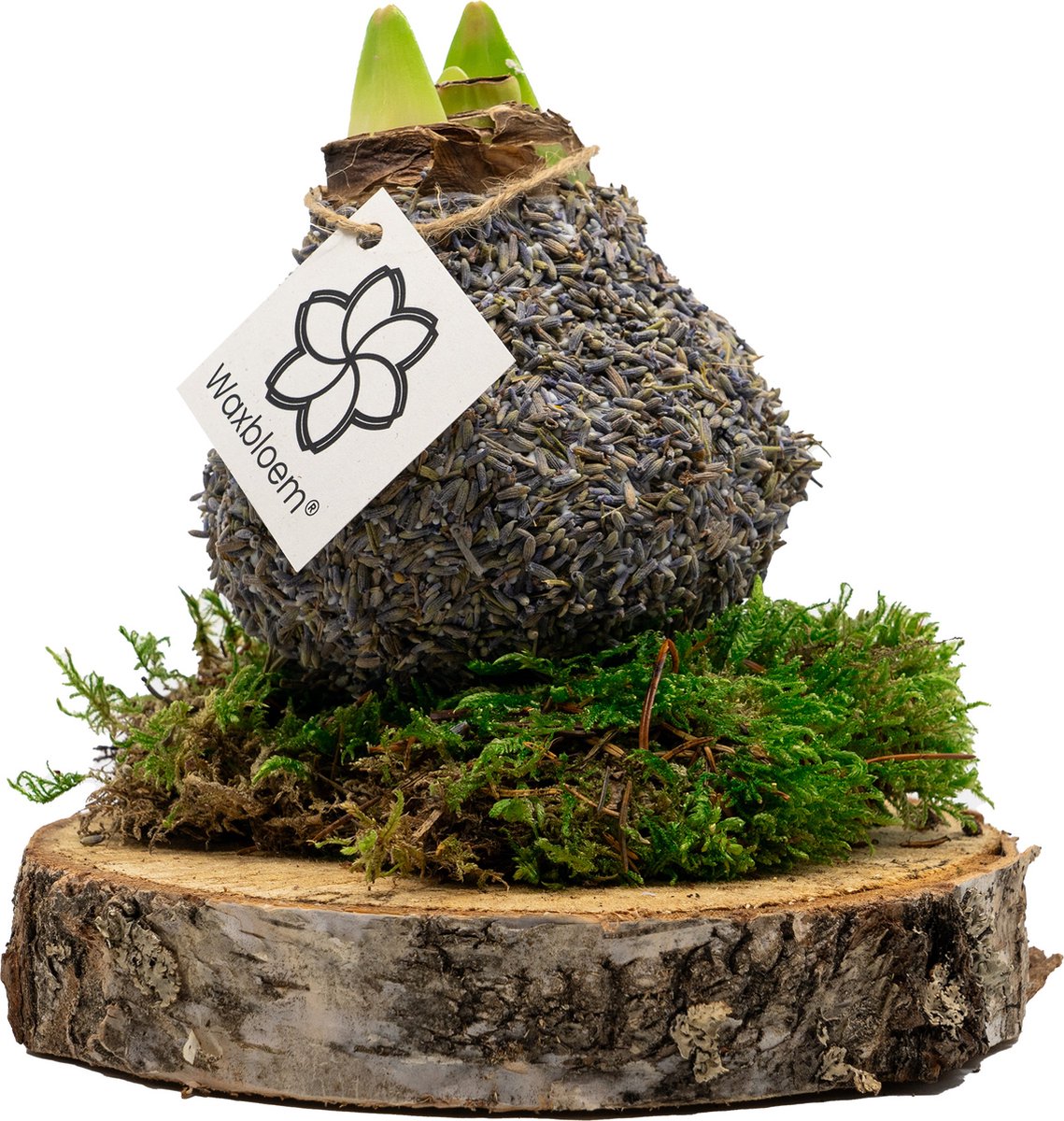 Waxbloem® | Wax Amaryllis | Natuur | Lavendel | Op houten schijf met mos