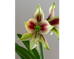 Amaryllis Papilio | Meerkleurig | Geschikt voor Pot | Kamerplant