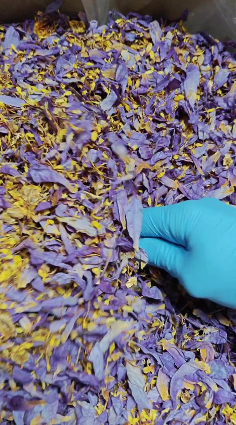 Egyptische blauwe lotus - Vermalen bloemen - 15 gram - Meditatie Thee - Lucid Dreaming - Ontspanning - Nymphaea cearulea - Stress verlagend