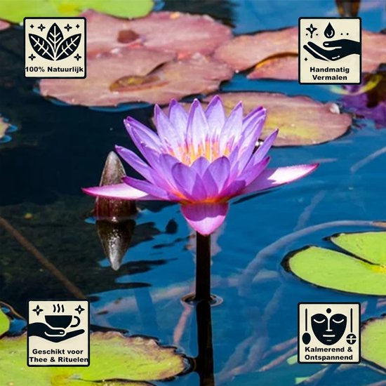 Paarse lotusbloem met roze gloed, drijvend op water tussen bladeren. Vier iconen: 100% Natuurlijk, Handmatig Vermalen, Geschikt voor Thee & Rituelen, Kalmerend & Ontspannend.