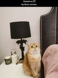 Gouden kat op een nachtkastje naast een zwarte tafellamp met kokospalmvoet.