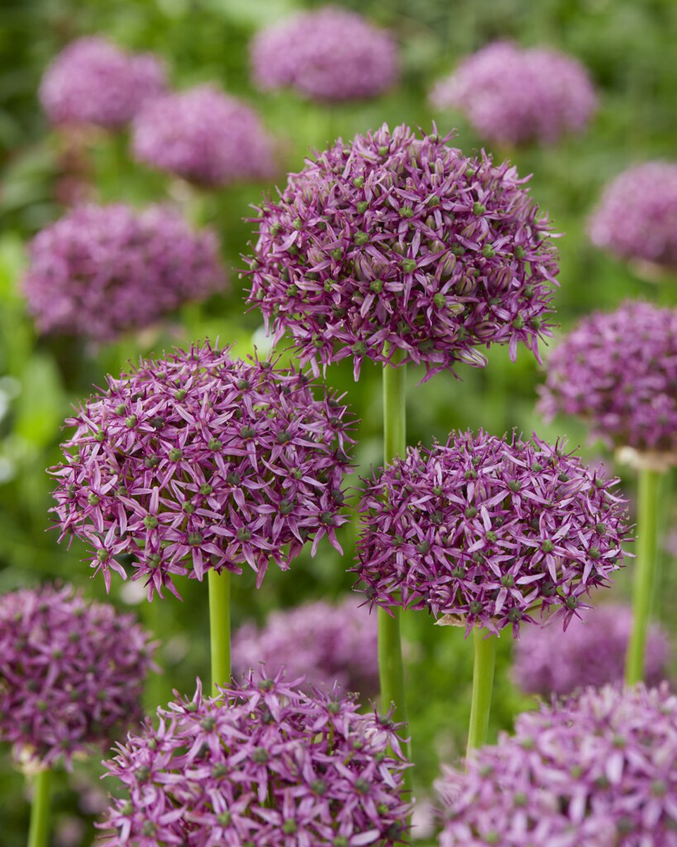 Allium Firmament | 3 stuks | Sierui | Alliumbol