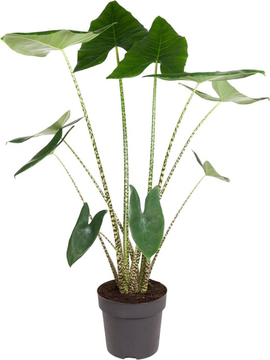 Zebraplant binnen | Kamerplant met zebrapatroon | Alocasia Zebrina - 130 cm hoog - ø32