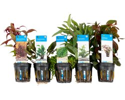 Bloomique - Mix van 5 - Aquarium Planten - Zoetwater Planten - Zuiverend - Zuurstof Planten - Ludwigia, Hygrophila, Hemiantus, Alternantera, Cryptocoryne - Hoogte 5-20 cm
