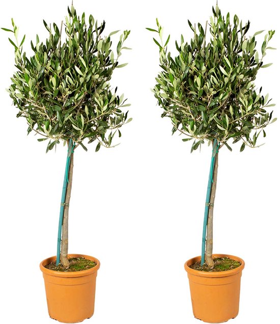Bloomique - Set van 2 - Olea Europaea - Olijfboom op Stam - Tuinplanten - Winterhard - 80-100 cm Hoog - Pot 19 cm