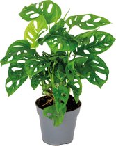 Bloomique - Monstera Adansonii - Monkey Leaf - Gatenplant - Kamerplanten - Geschikt als Klimplant - Luchtzuiverend - 20-30 cm Hoog - Pot 12 cm