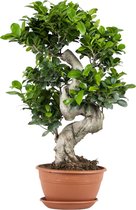 5 populaire bonsaiboompje soorten + extra info over gereedschap en starter kits 4 Alle Ficus bonsai boompjes van Bol.