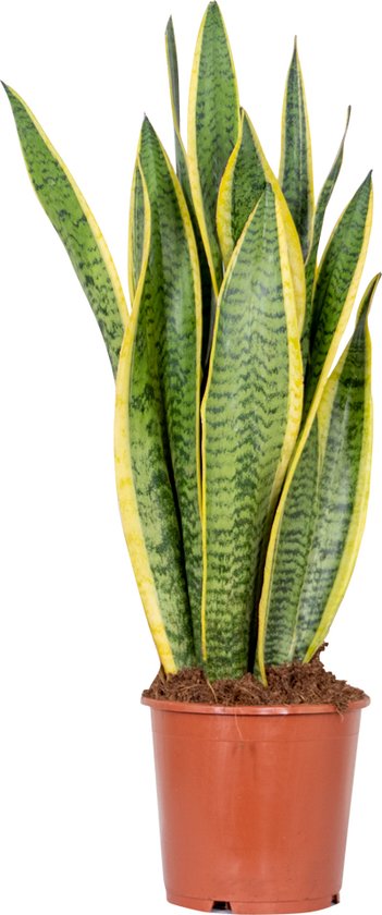 Bloomique - Sansevieria Laurentii - Vrouwentong - Kamerplanten - Luchtzuiverend - Zeer...