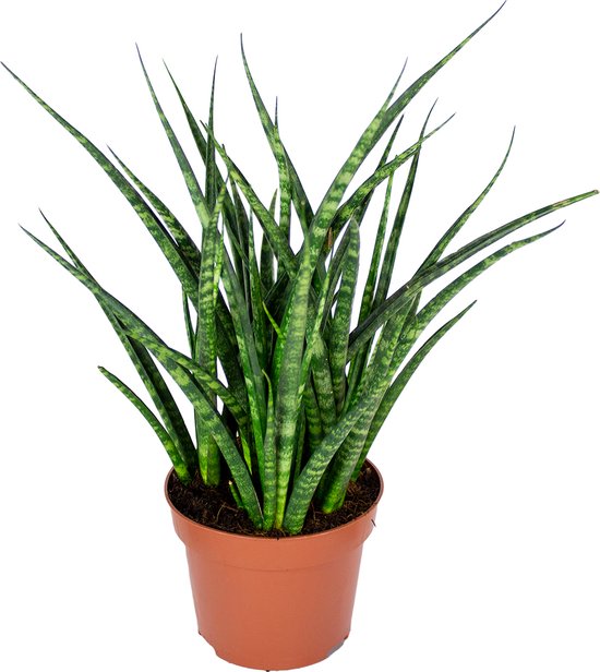 Bloomique - Sansevieria Fernwood Punk - Vrouwentong - Kamerplanten - Luchtzuiverend - Zeer Gemakkelijk te Verzorgen - Hoogte 20-30 cm - Pot 12 cm