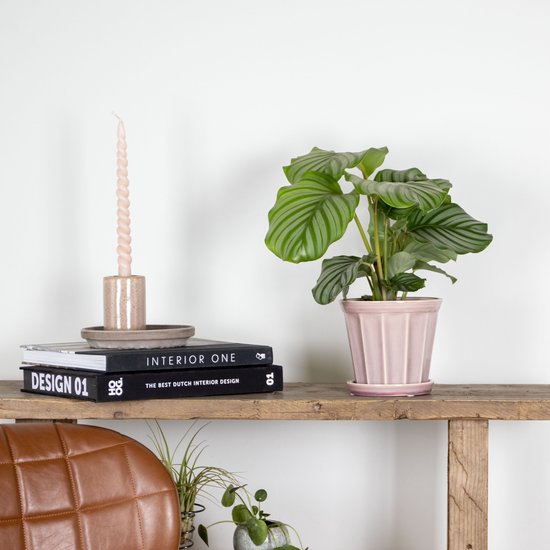 Calathea Orbifolia-60cm | 17cm | Pauwenplant | Vers Van de Kweker