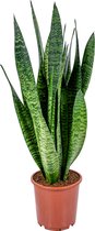 Bloomique - Sansevieria Zeylanica - Vrouwentong - Kamerplanten - Luchtzuiverend - Zeer Gemakkelijk te Verzorgen - 50-70 cm Hoog - Pot 17 cm