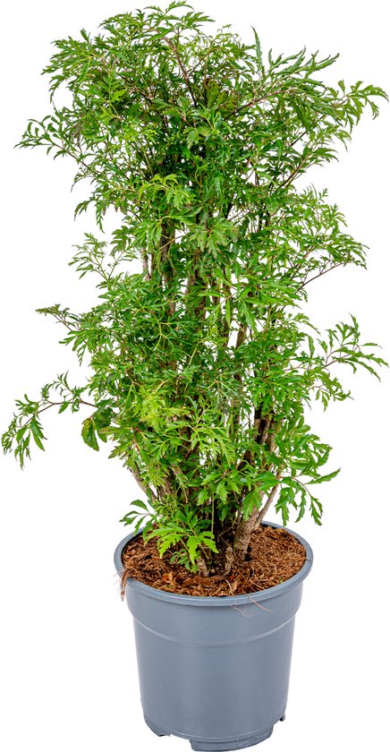 Aralia – Polyscias ‘Fruticosa’ – Luchtzuiverend – 60 cm