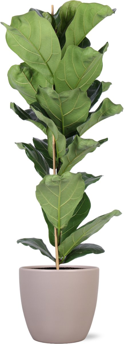 Green Harmony | Ficus Lyrata - Ø21cm - 90cm in Boule TAUPE pot