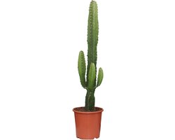 Euphorbia Acrurensis Cactus – 70 cm hoog – Ø17cm