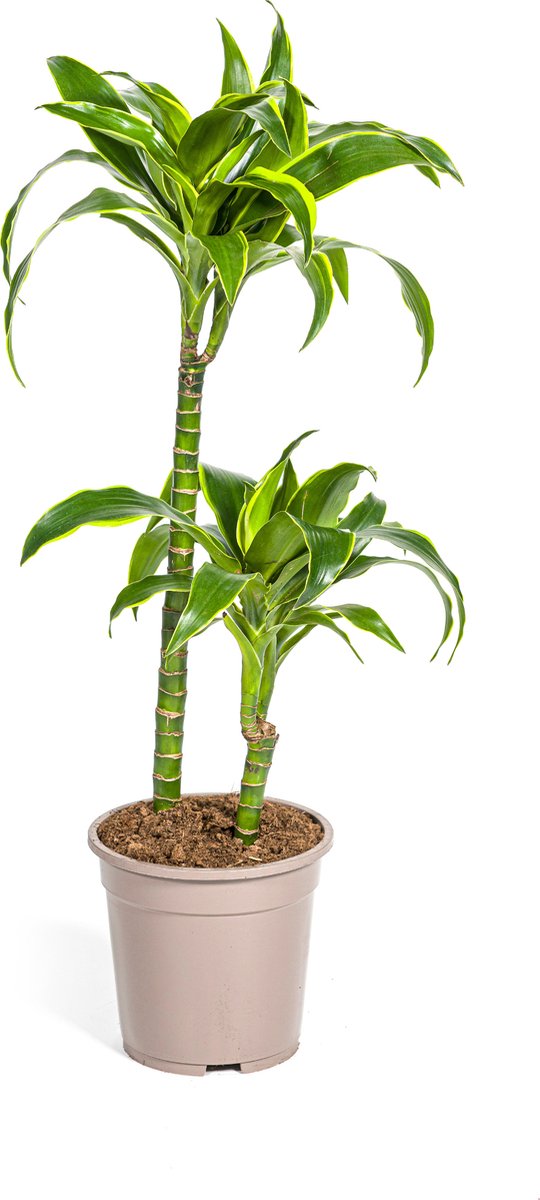 Green Harmony | Dracaena Deremensis Dorado Ø19cm - 80cm