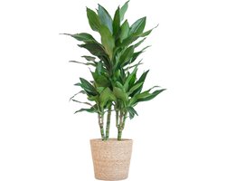 Green Harmony | Dracaena Janet Lindt met Sofia mand naturel - 95cm - Ø21
