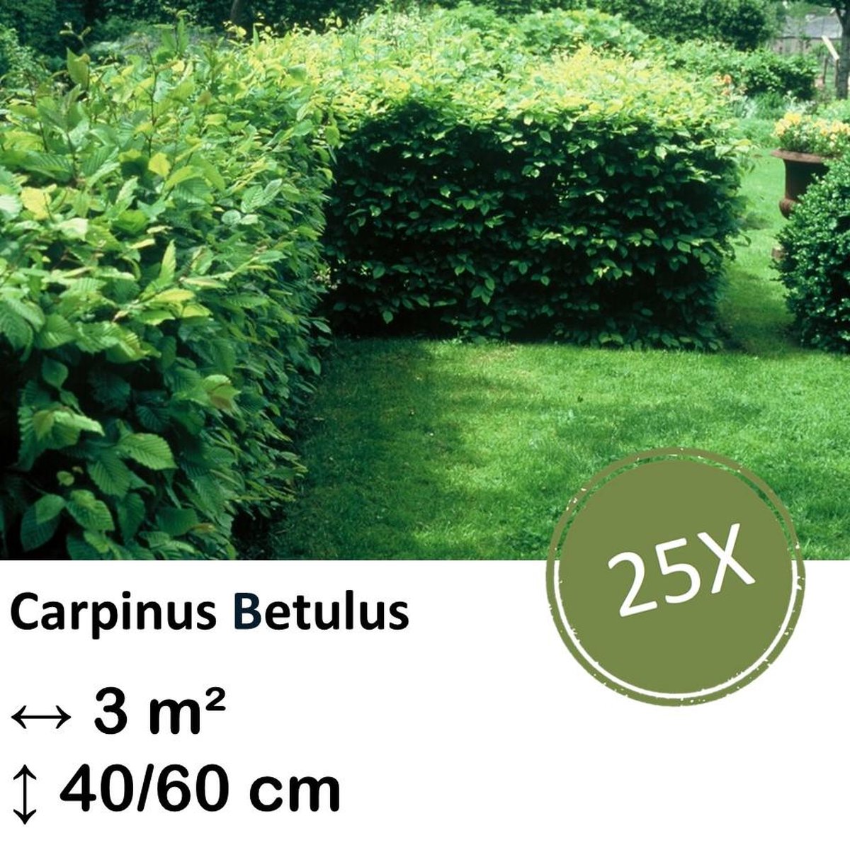 Green Harmony| Carpinus Betulus - Kale wortel