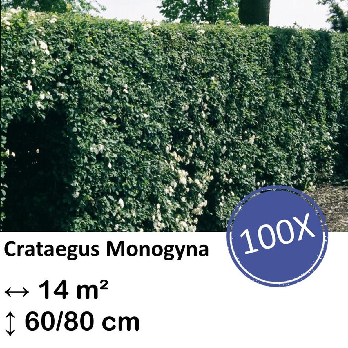 Green Harmony| Crataegus Monogyna - Kale wortel