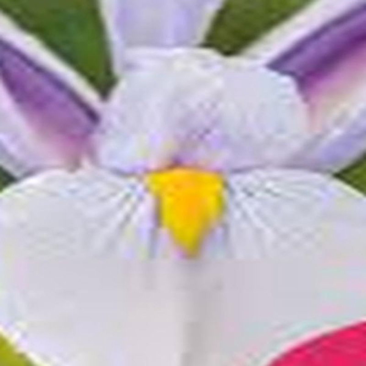 JUB - Iris hollandica Carmen