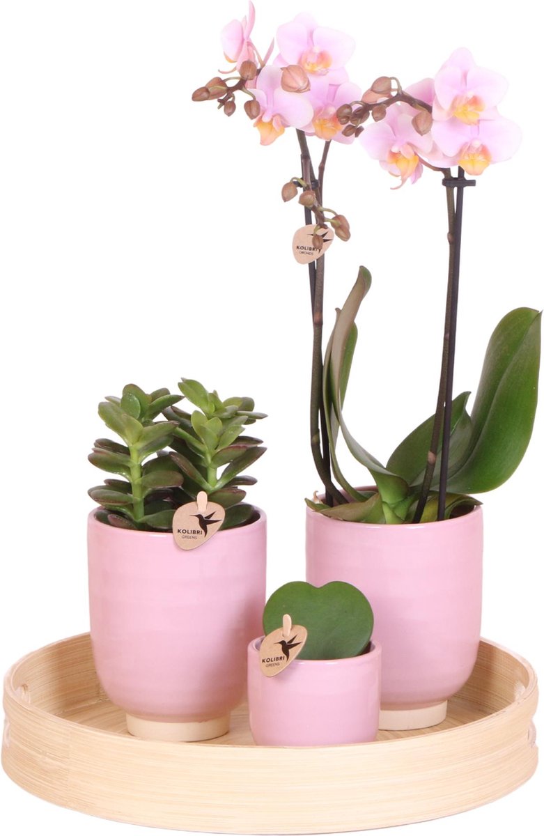 Green Harmony | Complete Planten set Love | Groene planten set met roze Phalaenopsis Orchidee, Succulent en Hoya Kerrii incl. keramieken sierpotten & accessoire