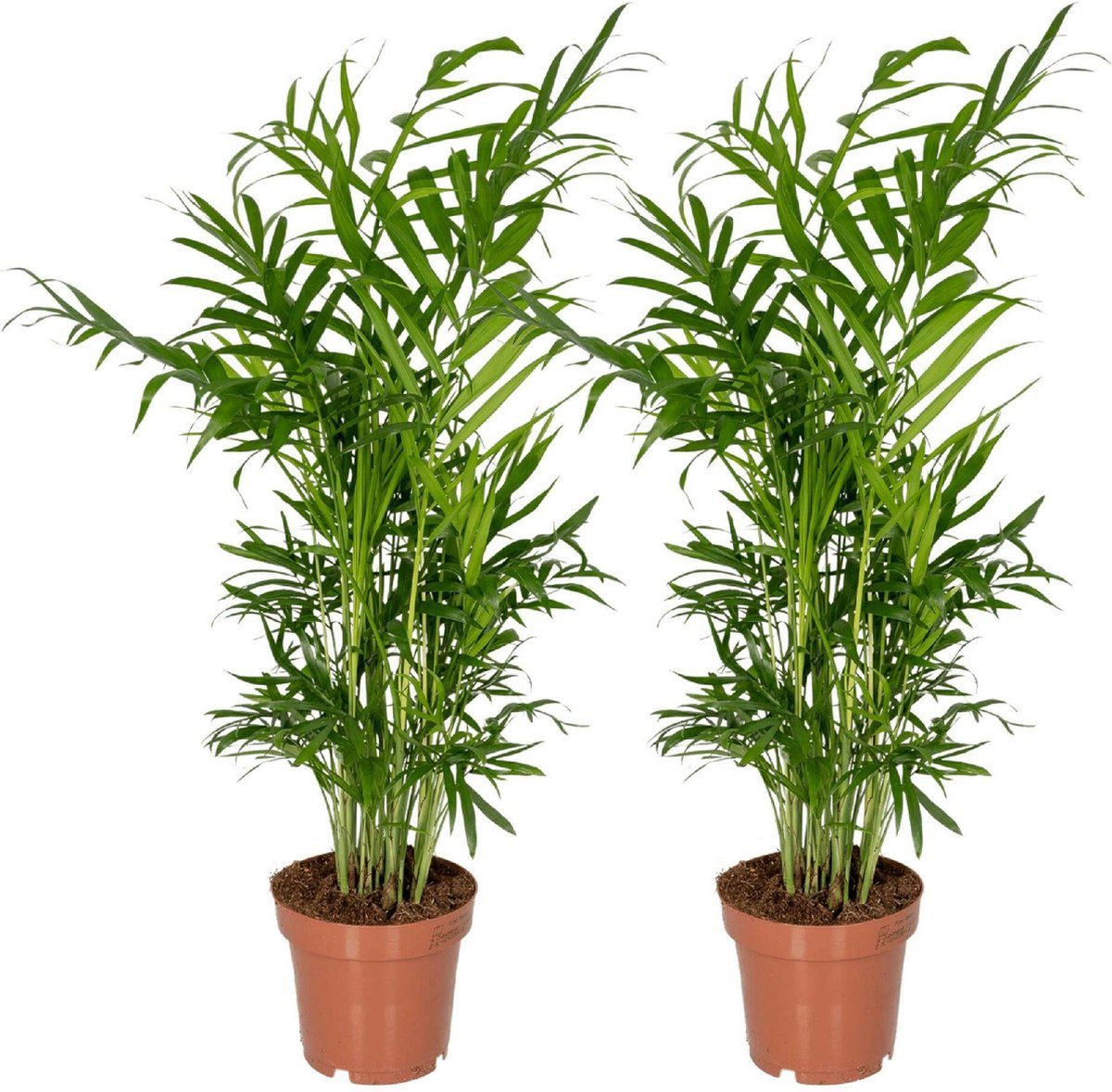 Chamaedorea Elegans - Set van 2 Mexicaanse Bergpalmen -40cm -Ø12 Groene Kamerplant