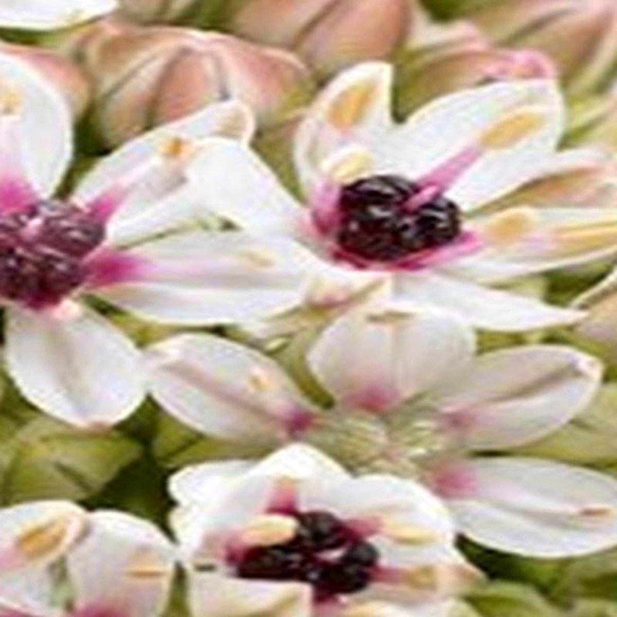 JUB - Allium silver spring