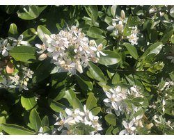 Choisya Ternata - Mexicaanse Oranjebloesem , Glansmispel 40-50 cm in pot
