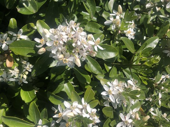 Choisya Ternata - Fleur d'Oranger du Mexique, Néflier brillant 40-50 cm en pot