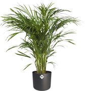 Hee Dat Is Het - Dypsis Areca oftewel Goudpalm - Kamerplant in Pot ⌀21 cm - in ELHO® B.FOR SOFT sierpot zwart- hoogte ↕100 cm