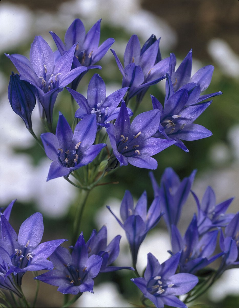 Triteleia Koningin Fabiola | 15 stuks | Mini Agapanthus