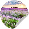 Fleurs - Lavande - Champ