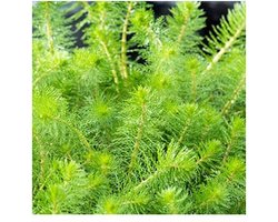 Moerings Myriophyllum Crispata | Vederkruid | In 18CM Mand