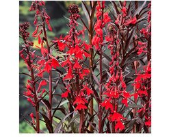 Moerings Lobelia Cardinalis | Waterlobelia | In 9CM pot