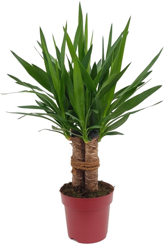 Stijve Yucca voor verschillende binnenruimtes - 70 cm hoog - uitstekende plant voor kantoren en thuis