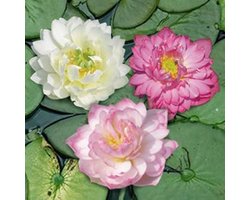 Moerings Nelumbo Mix 3 Kleuren | Lotus | In 3L Mand