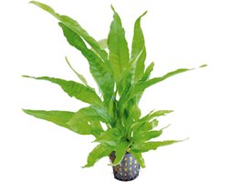Aquafleur Microsorum Pteropus Greens | Javavaren | in 5 cm pot