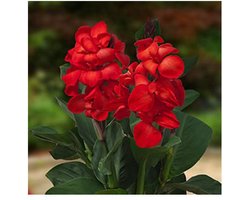 Moerings Canna Carmen | Bloemriet | In 18CM Mand Kant en Klaar